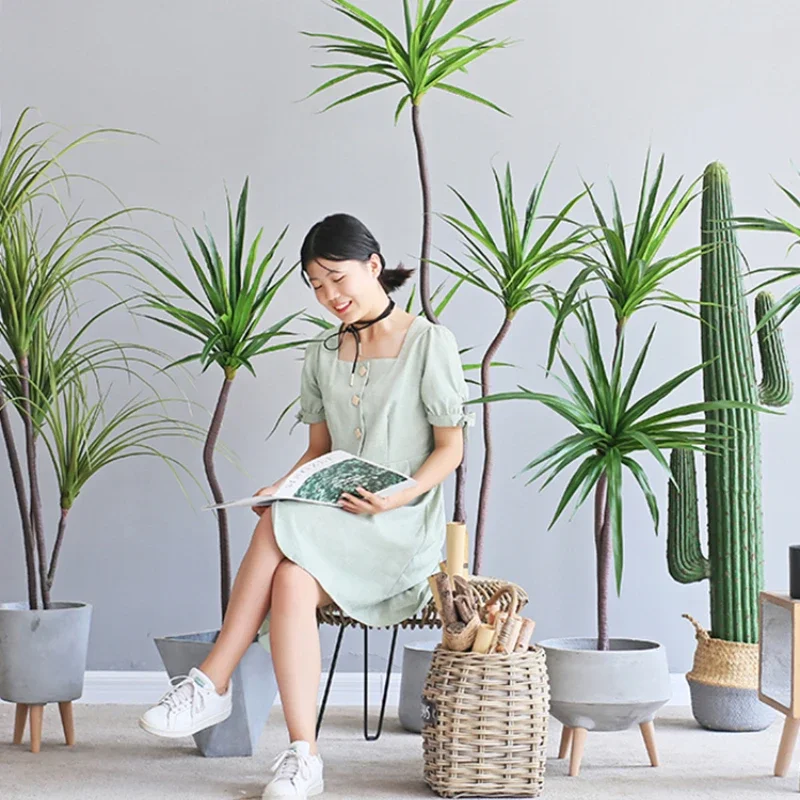 Dracaena Marginata - Symulacja rośliny Dracaena Marginata Dracaena Sago