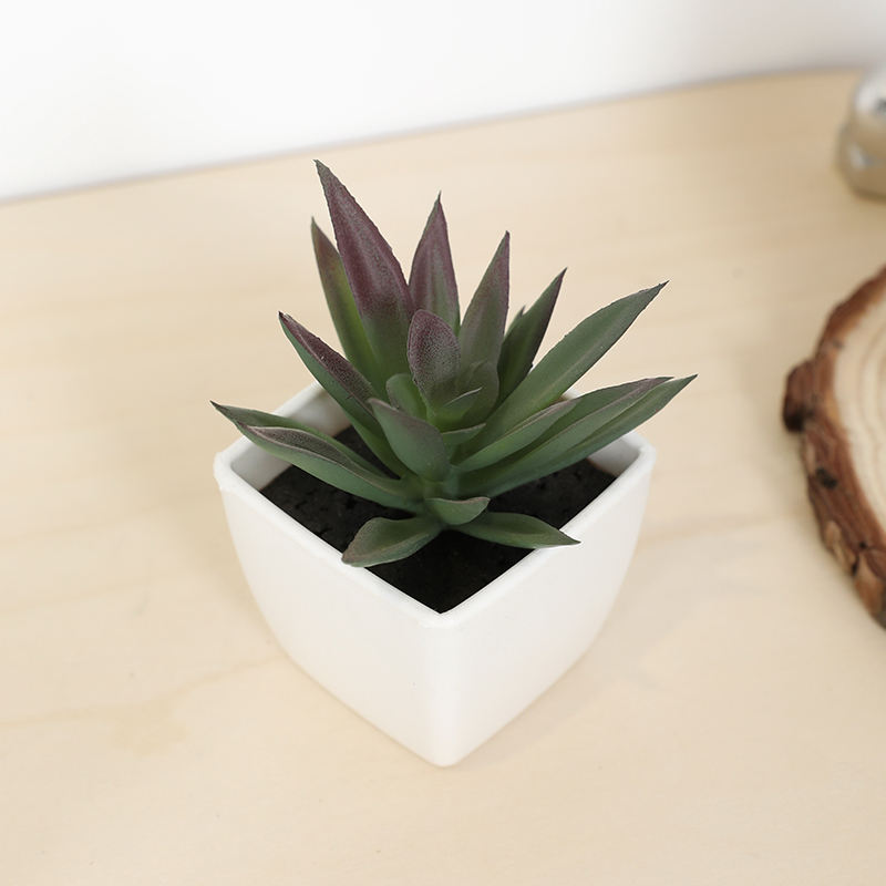 Echeveria Succulent - Mini sztuczny soczysty kubek wróżki mała
