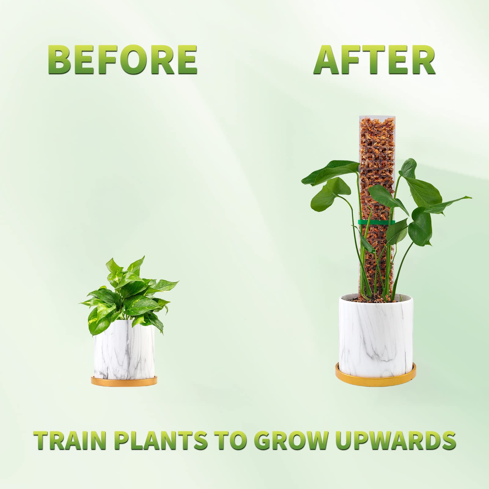 Moss Poles Plants Plant Suppor – Echeveria Succulent recenzja i cena