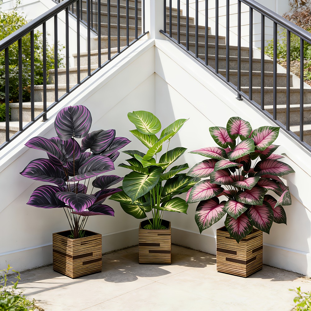 3 sztuki różnorodnych, dużych, – Ficus Lyrata Tree recenzja i cena