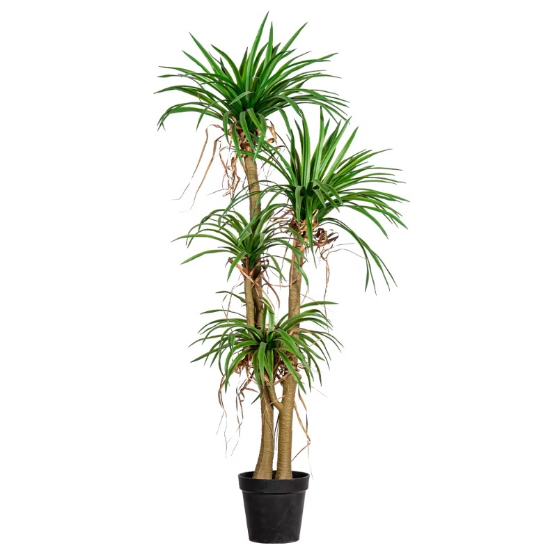Sztuczna drzewka dracena margi – Dracaena Marginata recenzja i cena