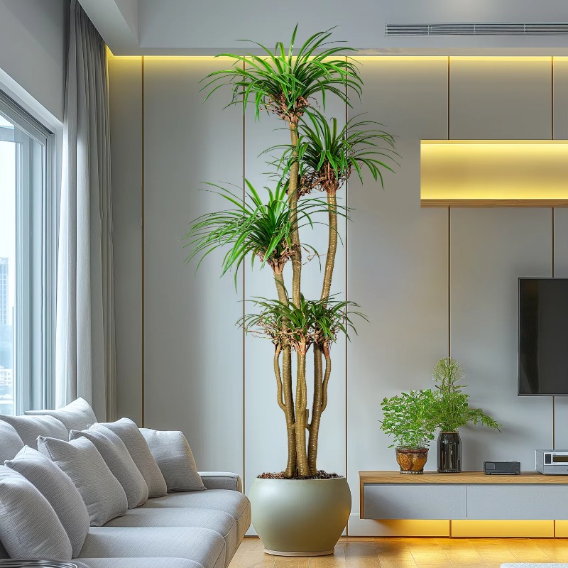 Sztuczna drzewka dracena margi – Dracaena Marginata recenzja i cena