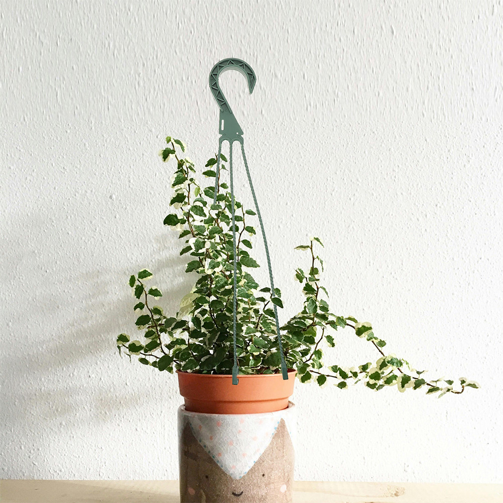 Zestaw 5 haczyków do wiszących – Spider Plant Hanging recenzja i cena