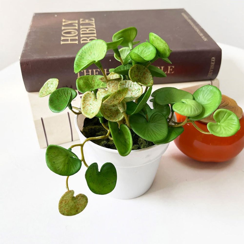 Miękki klej Sztuczna roślina E – Echeveria Succulent recenzja i cena