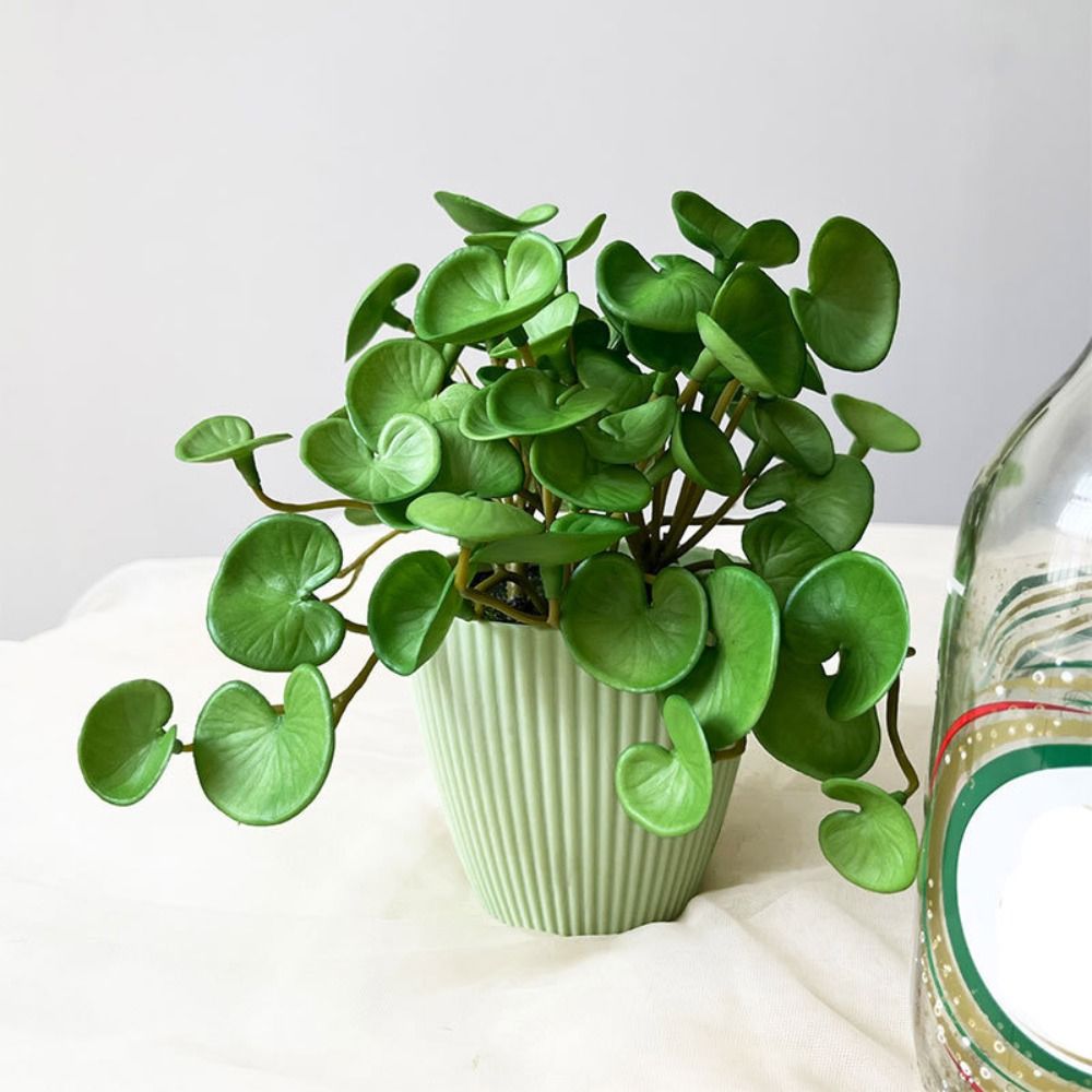 Miękki klej Sztuczna roślina E – Echeveria Succulent recenzja i cena
