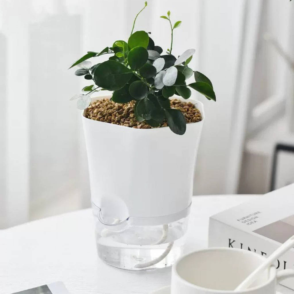 Przezroczyste plastikowe donic – Aloe Vera Pot recenzja i cena