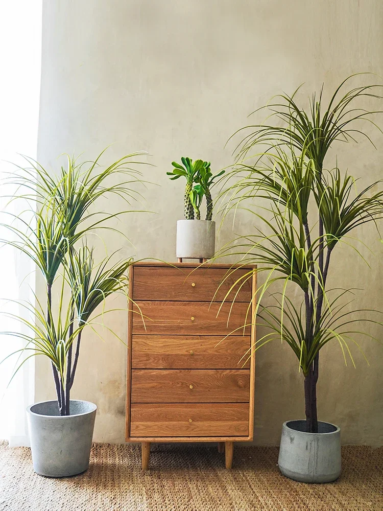 Symulacja rośliny Dracaena Mar – Dracaena Marginata recenzja i cena