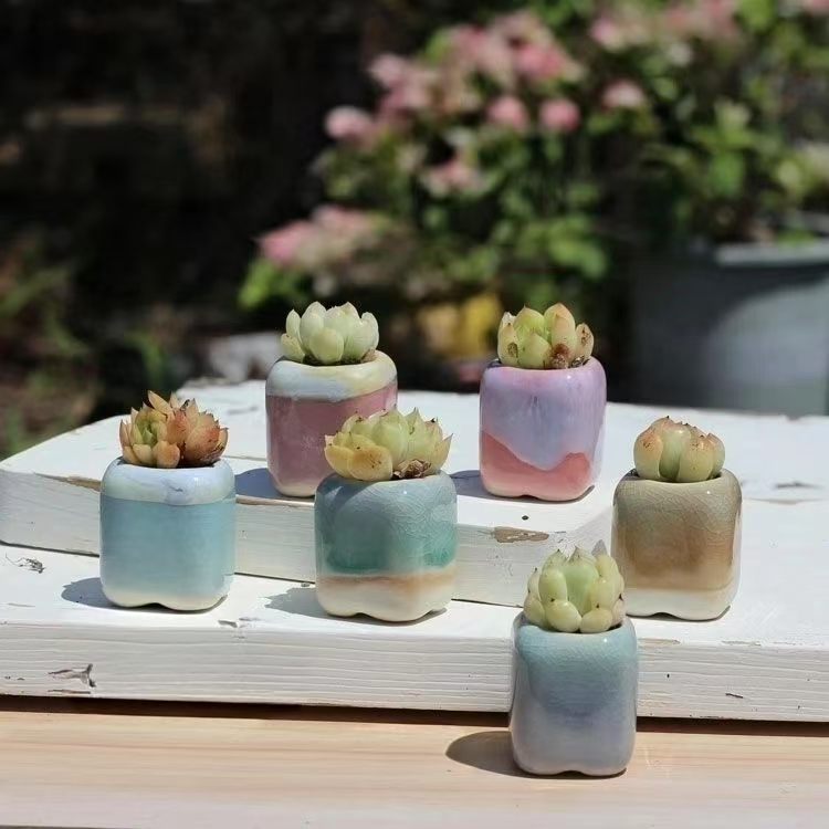 6 szt. Mini Doniczek Sukulenty – Echeveria Succulent recenzja i cena